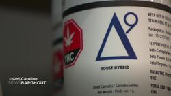 Manitoba cannabis regulator waiting on NDP government before going ahead with review of public consumption News Clip