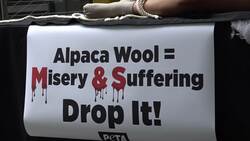 PETA protest outside M&S headquarters over alpaca wool use News Clip