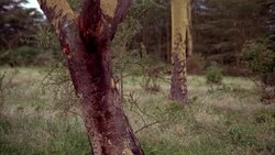 GRASSY AREA WITH TREES AND SHRUBS IN THE SERENGETI PLAINS / HUNTER MAN WITH RIFLE GUN SHOTGUN ENTERS R-L STOPS AND AIMS GUN / MATCHING R963-14 R963-15 Stock Footage