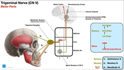 Cranial Nerve V - Trigeminal Nerve [Part 1] | Origin, Structure, Pathway & Function Instructional Video
