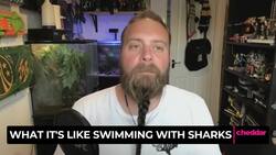 What It's Like Swimming With A 6000 Pound Shark Instructional Video