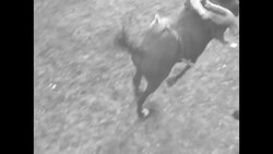 Pendleton Round-Up rodeo in Pendleton, OR News Clip