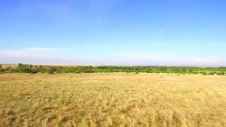 maasai mara national reserve savanna at africa Stock Footage