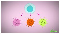 What Do We Know About T Cells and COVID-19 Immunity? | SciShow News Instructional Video