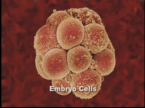The Human Body Major Systems & Organs - The Reproductive System