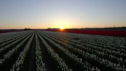 Botanical Wonders: Washington's Seasonal Reawakening Stock Footage