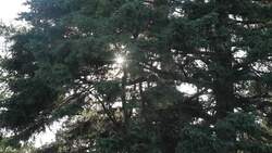 Producers, Consumers, and Decomposers Instructional Video