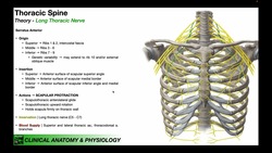 Serratus Anterior EXPLAINED | Origin, Insertion, .... & Important Functions Instructional Video