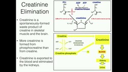 Creatine Function (2/2): Degradation to Creatinine Instructional Video