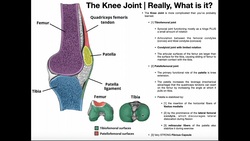 Basics of the Knee Joint | Tibiofemoral & Patellofemoral Joints Instructional Video