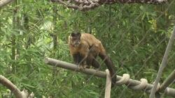 It Is Absolute Chaos When You Get a Group of Capuchin Monkeys Together Instructional Video