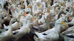4k footage scene of huge flock of ducks walking confuse and moving flapping in farm, Behaviour and Domestic animal concept Stock Footage