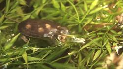 Why Saving the Pacific Pond Turtle Is So Vital Instructional Video