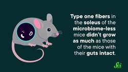 The Secret to Big Gains? Healthy Gut Bacteria #inmice | SciShow News Instructional Video