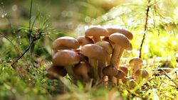 Armillaria Mushrooms of honey agaric In a Sunny forest Stock Footage