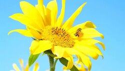 Sunflower rocking in the wind with a bee foraging on the bright yellow flower. Stock Footage
