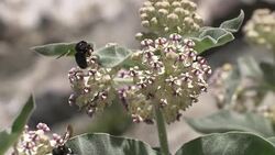 Bumble Bees on flowers Stock Footage
