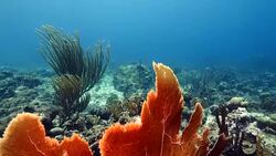 Seascape of coral reef in the Caribbean Sea around Curacao at dive site Watamula Stock Footage