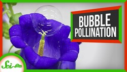 Pollinating With Bubbles and Some Other Good News You Might Have Missed Instructional Video