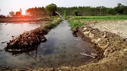 Watering in the field Stock Footage