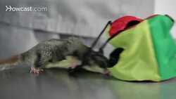 How to Adopt / Rescue a Sugar Glider Instructional Video