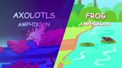 How Are Axolotls Special? Instructional Video