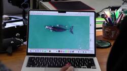 Whales and Climate Change | Global Scholars News Clip