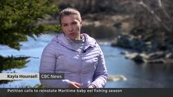 Fishers petition to catch baby eels that can sell for $5,000/kg News Clip