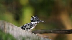 Kingfisher bird : adult Crested kingfisher (Megaceryle lugubris) Stock Footage