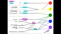 Lumbar Plexus | Roots, Branches, & Innervation Instructional Video