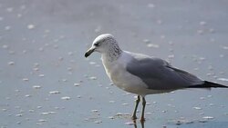 Seagull on beach Stock Footage