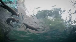 Meet River Safari's Otterly-Adorable Giant River Otters Instructional Video