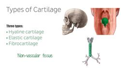 What is cartilage? Instructional Video