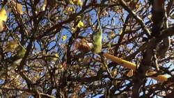Botanists hunt rare apples on pioneer homesteads News Clip
