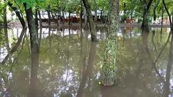 Puddle in the park after a rain. Trees in water. Stock Footage