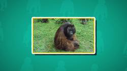 Orangutan Facts for Kids Instructional Video