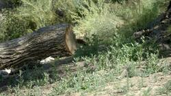 Welcome to This Amazing New Dhole Habitat Instructional Video