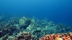 Seascape of coral reef in the Caribbean Sea around Curacao at dive site Watamula Stock Footage