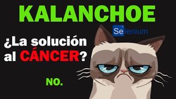La peligrosa planta que cura el cáncer? |debunking Kalanchoe Instructional Video