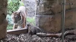 Endangered tiger cub tumbles outside for first time News Clip