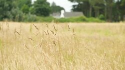 CLEAN : French island on high alert as water becomes scarce News Clip