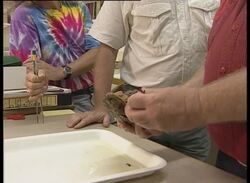 AG21  -  106/A    Australia - Cane Toads News Clip