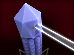 Ragos y herencia: ingeniería genética Instructional Video