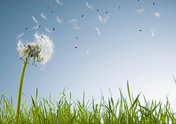 Seed dispersal Instructional Video