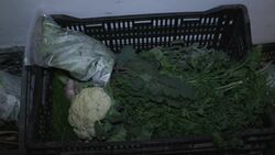 Organic farm grows near Israeli settlements  News Clip