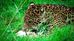 Science Kids: Habitats and Biomes Instructional Video