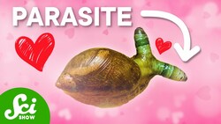 Parasites Are Good, Actually Instructional Video