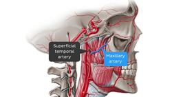 Arteries of the head and neck Instructional Video