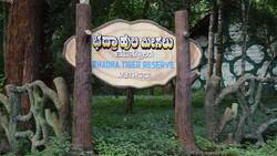 Saving Big Cats: How We Can Help Instructional Video