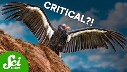 How a Die-Off of Vultures Cost a Country Billions Instructional Video